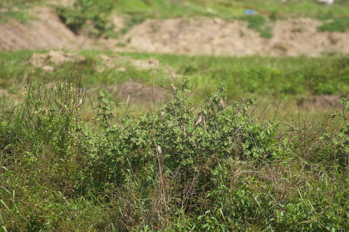 Black-winged Bishop - ML646167086