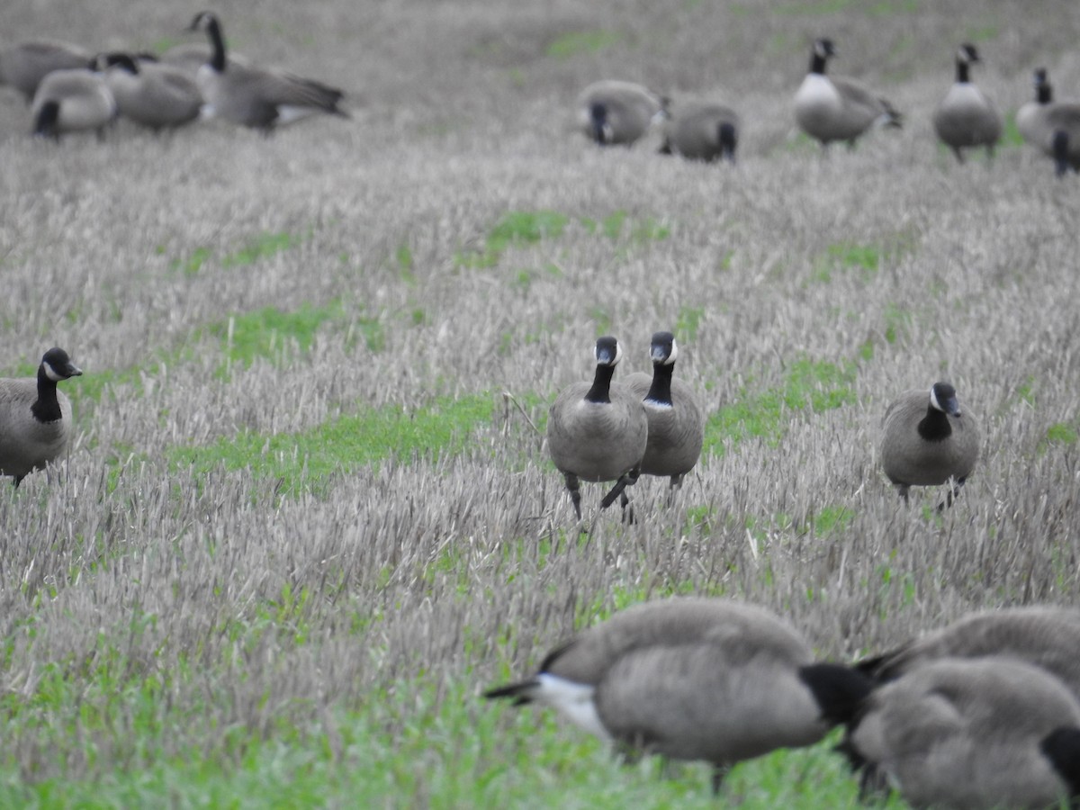 小加拿大雁 - ML646167087