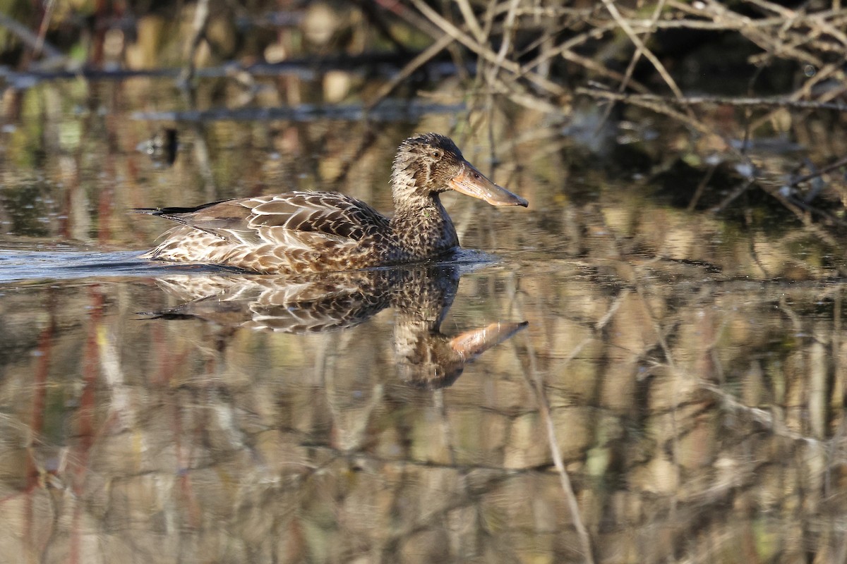 Northern Shoveler - ML646167089