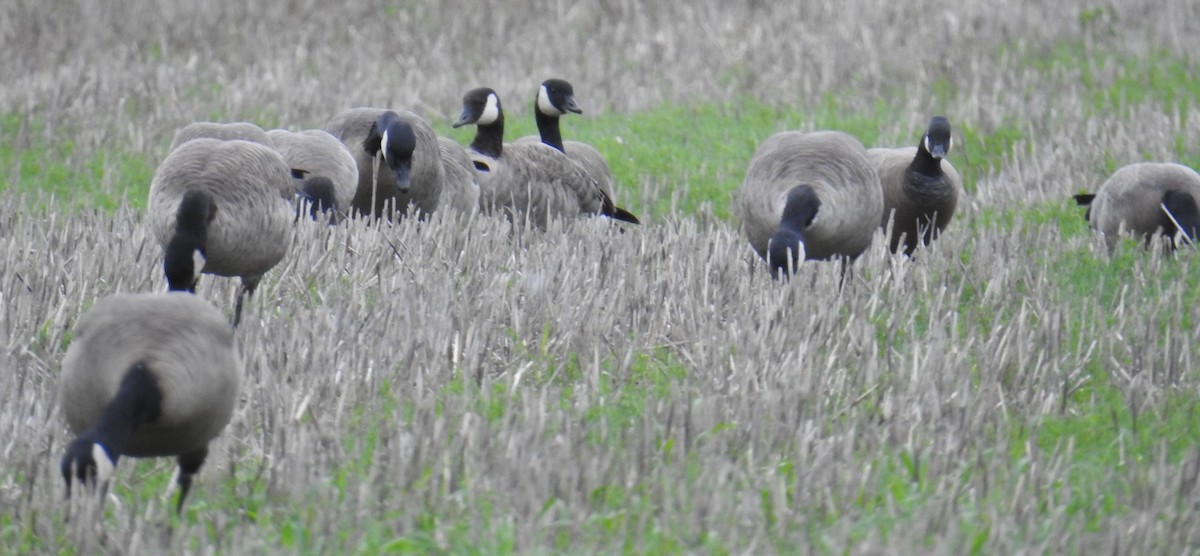 小加拿大雁 - ML646167109