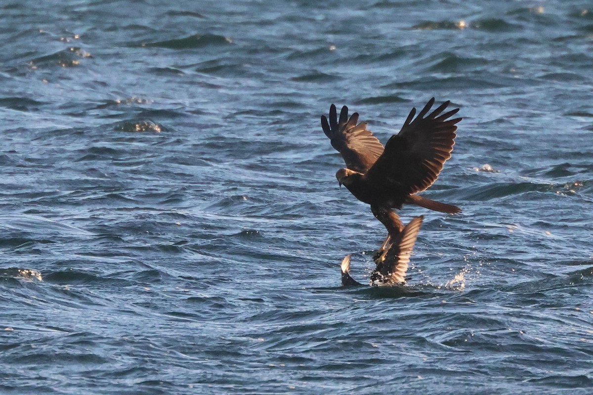 Falco di palude - ML646167132