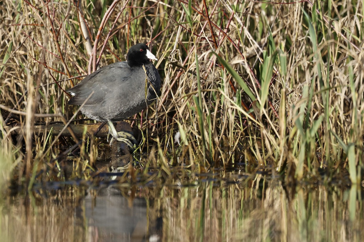 American Coot - ML646167134