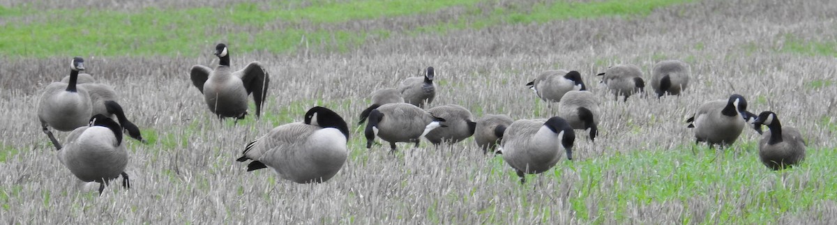 小加拿大雁 - ML646167140