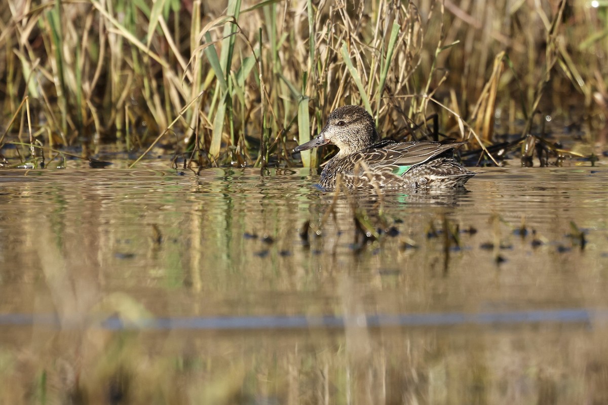 Green-winged Teal (American) - ML646167141