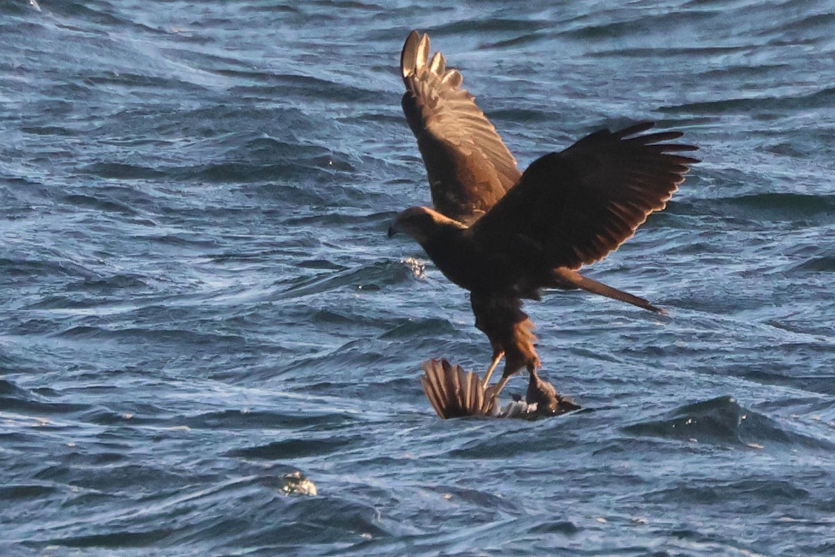 Falco di palude - ML646167148