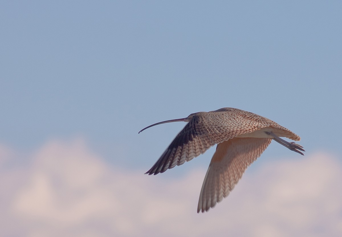 Long-billed Curlew - ML646167151