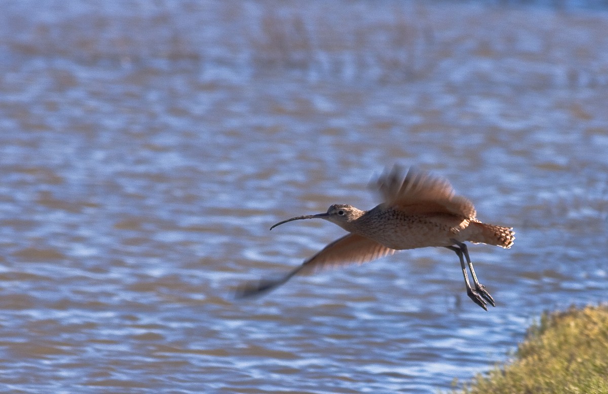 Long-billed Curlew - ML646167152