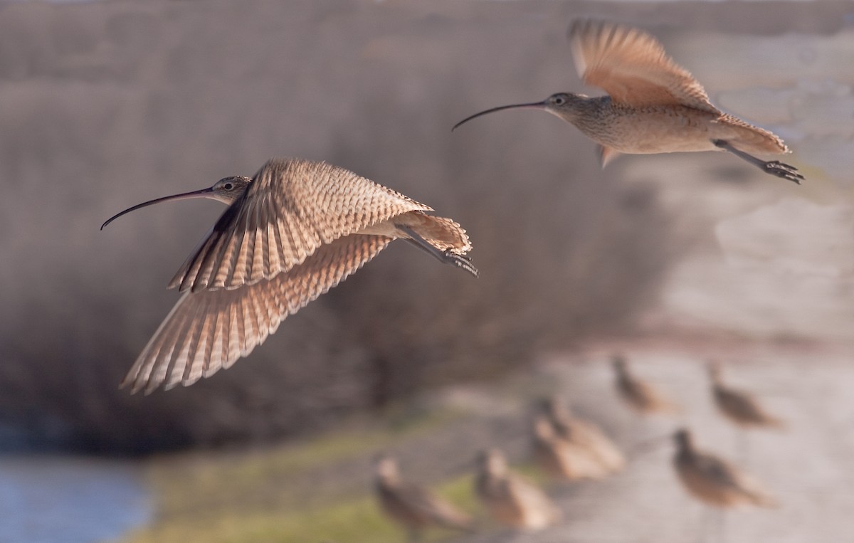 Long-billed Curlew - ML646167153