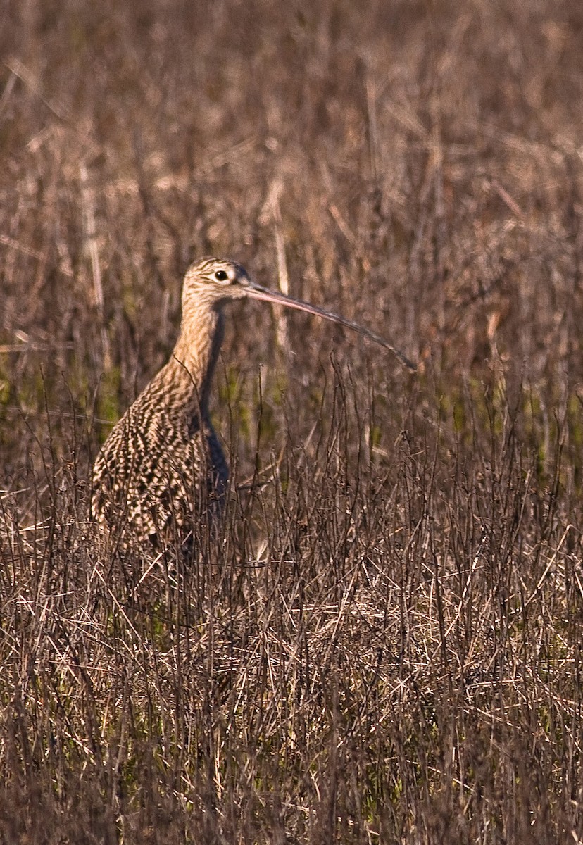 Long-billed Curlew - ML646167154