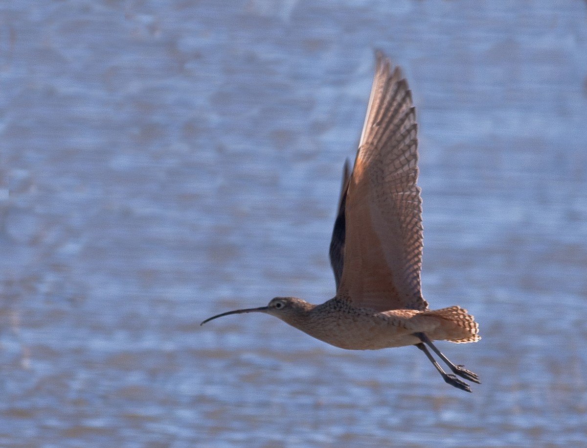 Long-billed Curlew - ML646167155