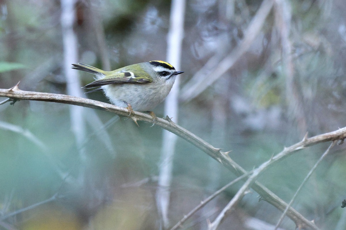 Golden-crowned Kinglet - ML646167156