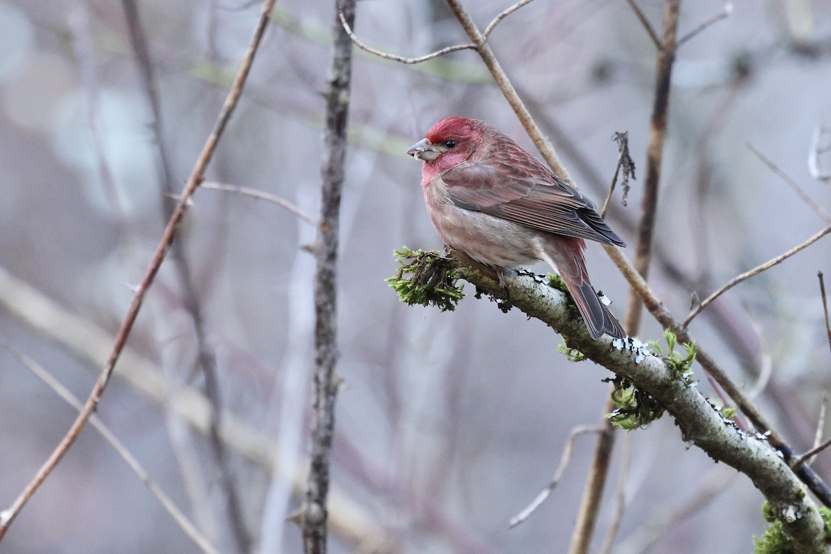 Purple Finch (Western) - ML646167157