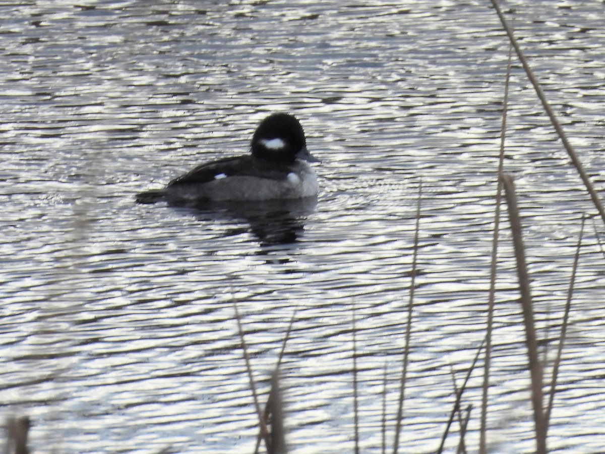 Bufflehead - ML646167158