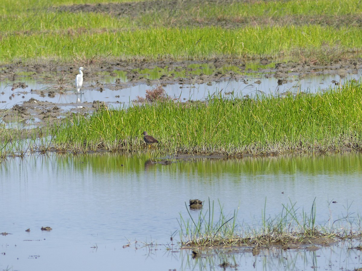 Gray-headed Lapwing - ML646167160