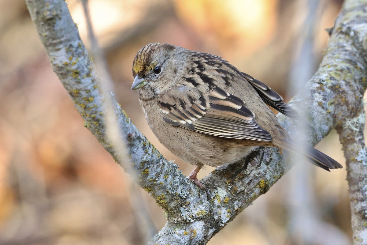 Golden-crowned Sparrow - ML646167161