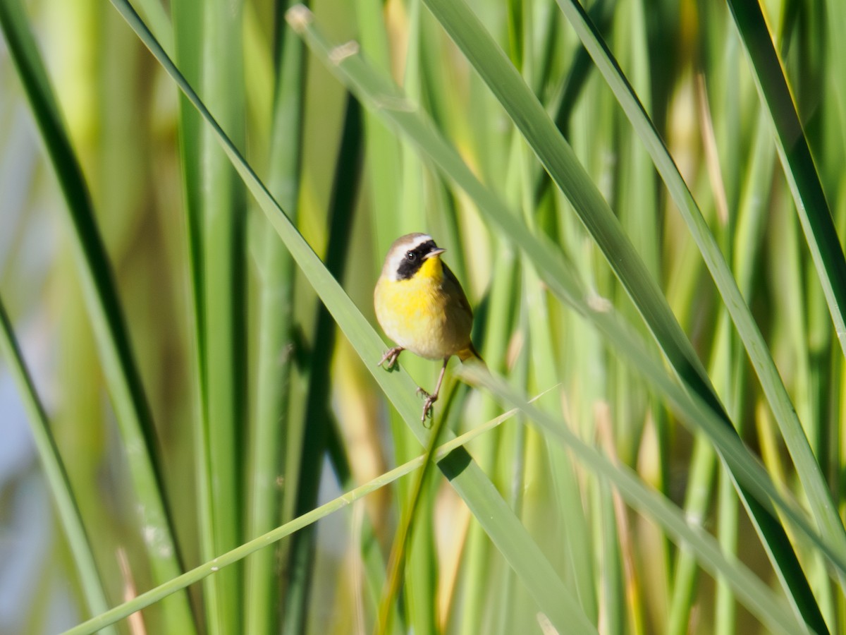 Common Yellowthroat - ML646167162