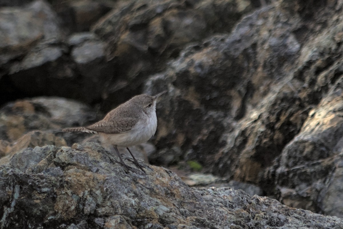 Rock Wren - ML646167163