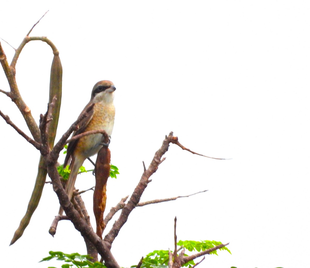 Brown Shrike - ML646167164
