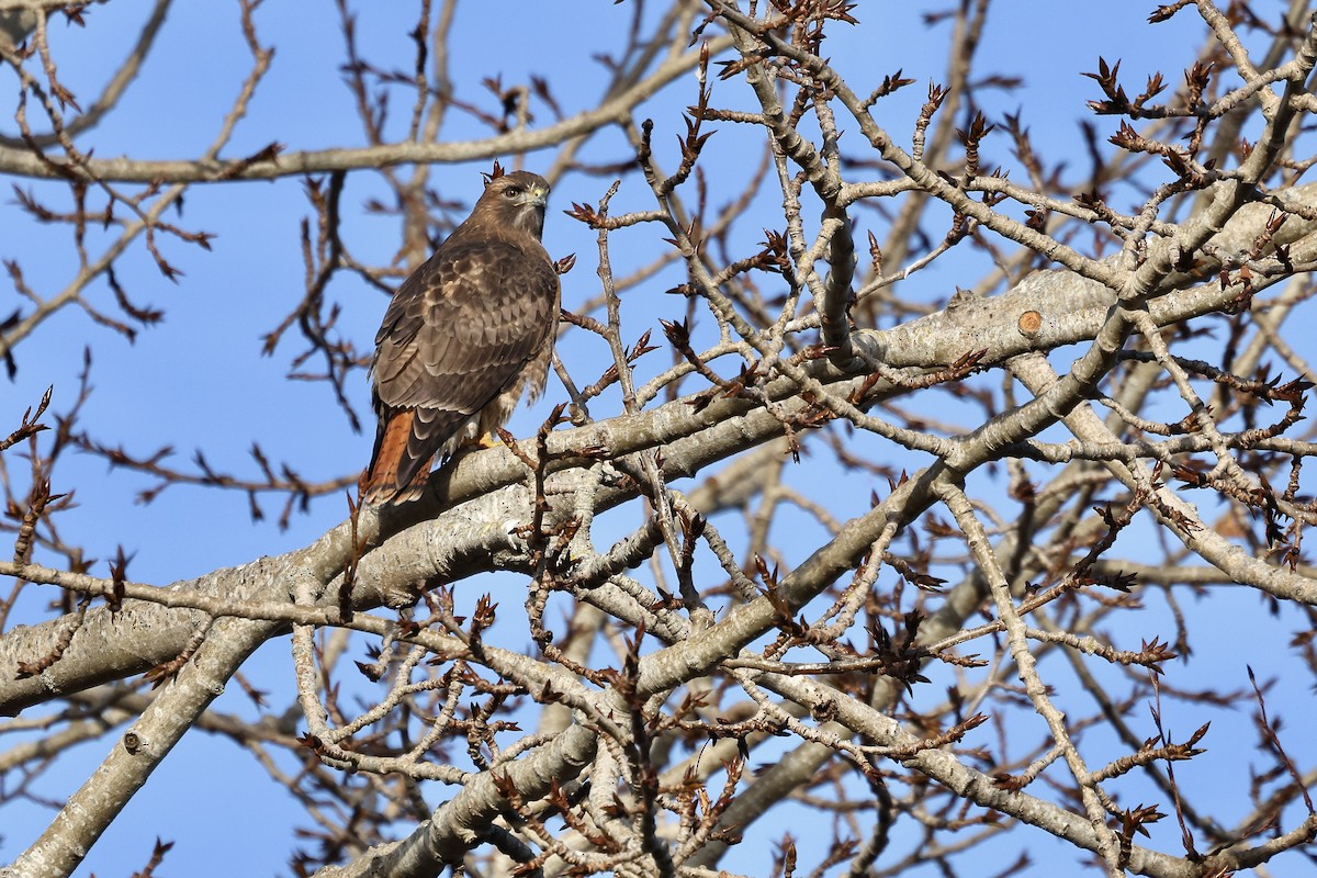 Red-tailed Hawk (calurus/alascensis) - ML646167165