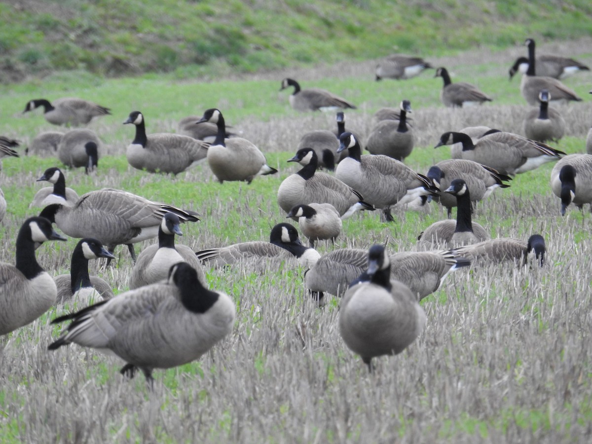 Cackling Goose - ML646167167