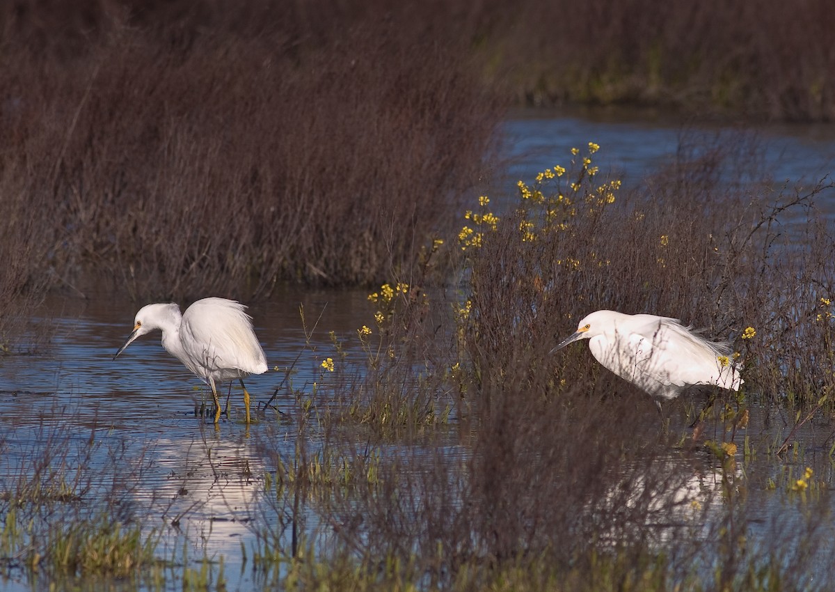 Snowy Egret - ML646167168