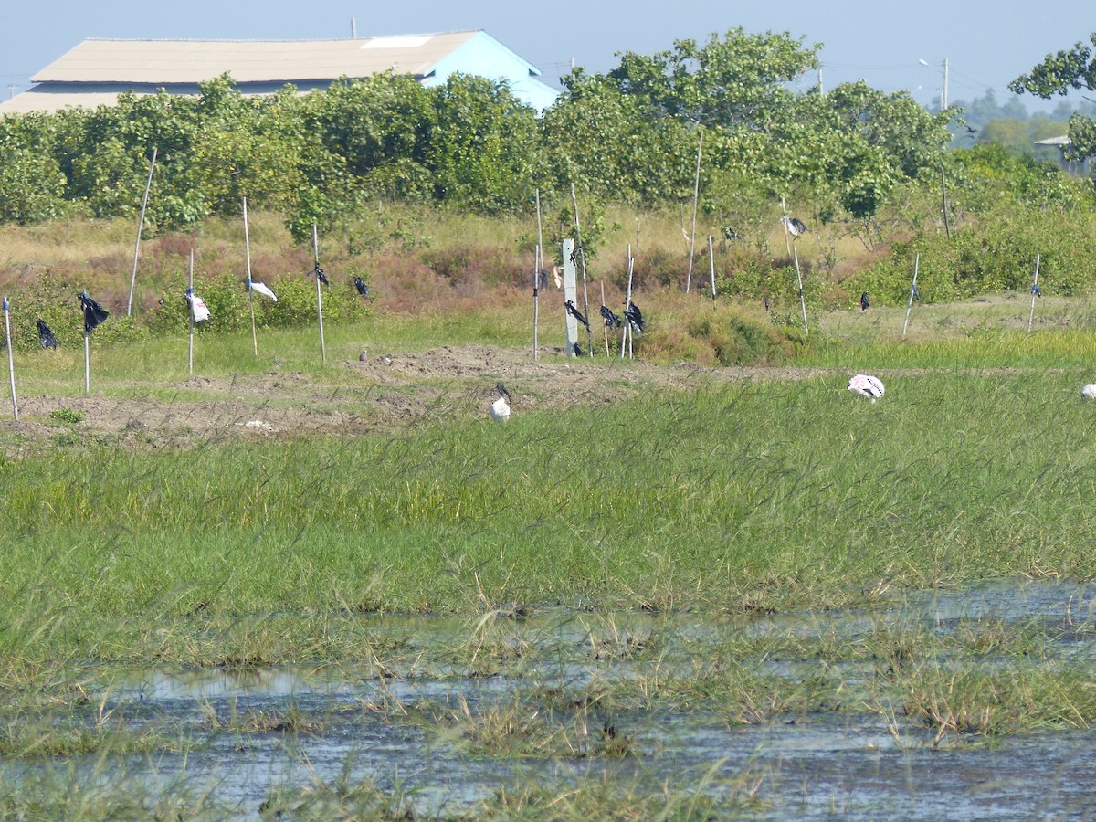 Black-headed Ibis - ML646167169