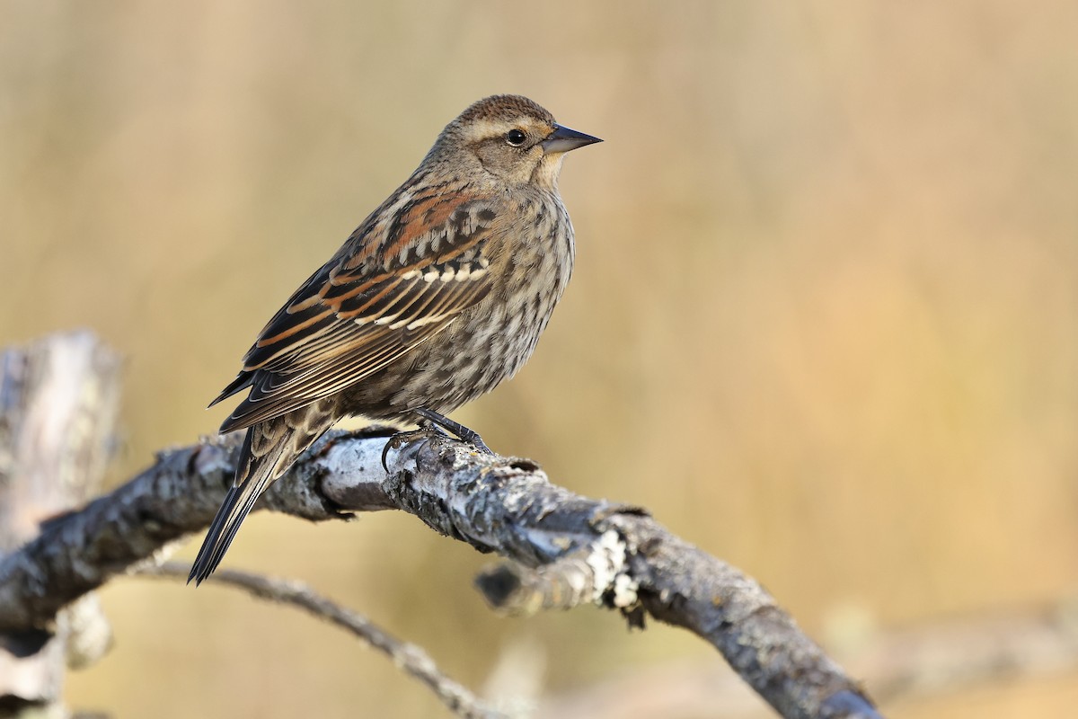 Red-winged Blackbird - ML646167170