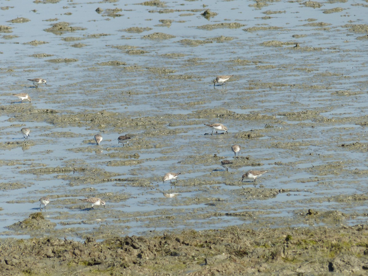 Red-necked Stint - ML646167171