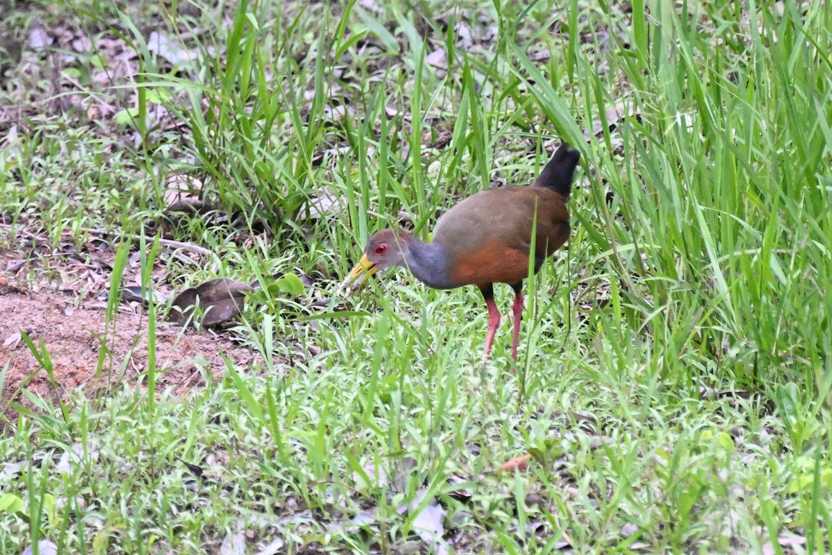 Gray-cowled Wood-Rail - ML646167172