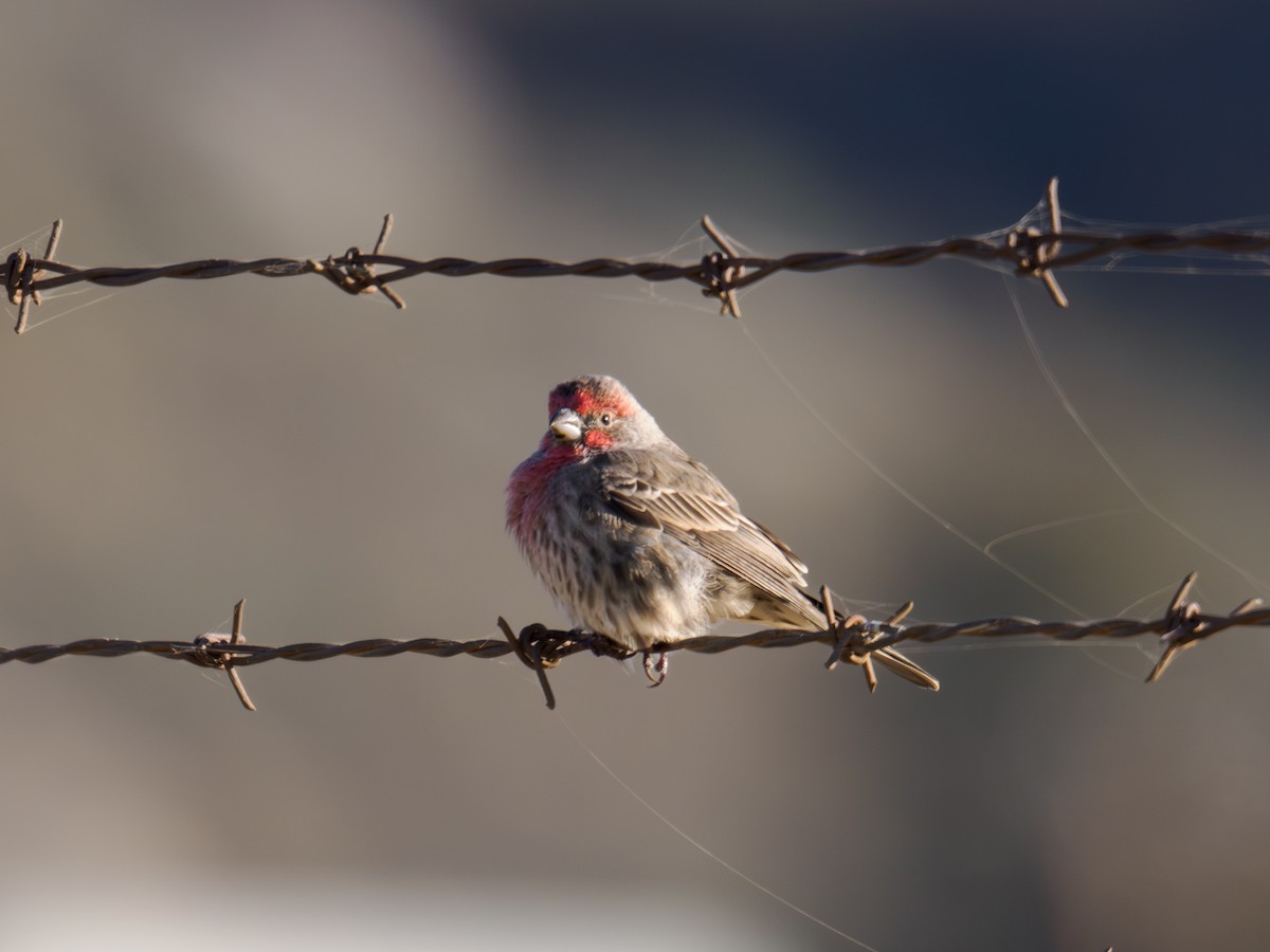 House Finch - ML646167173