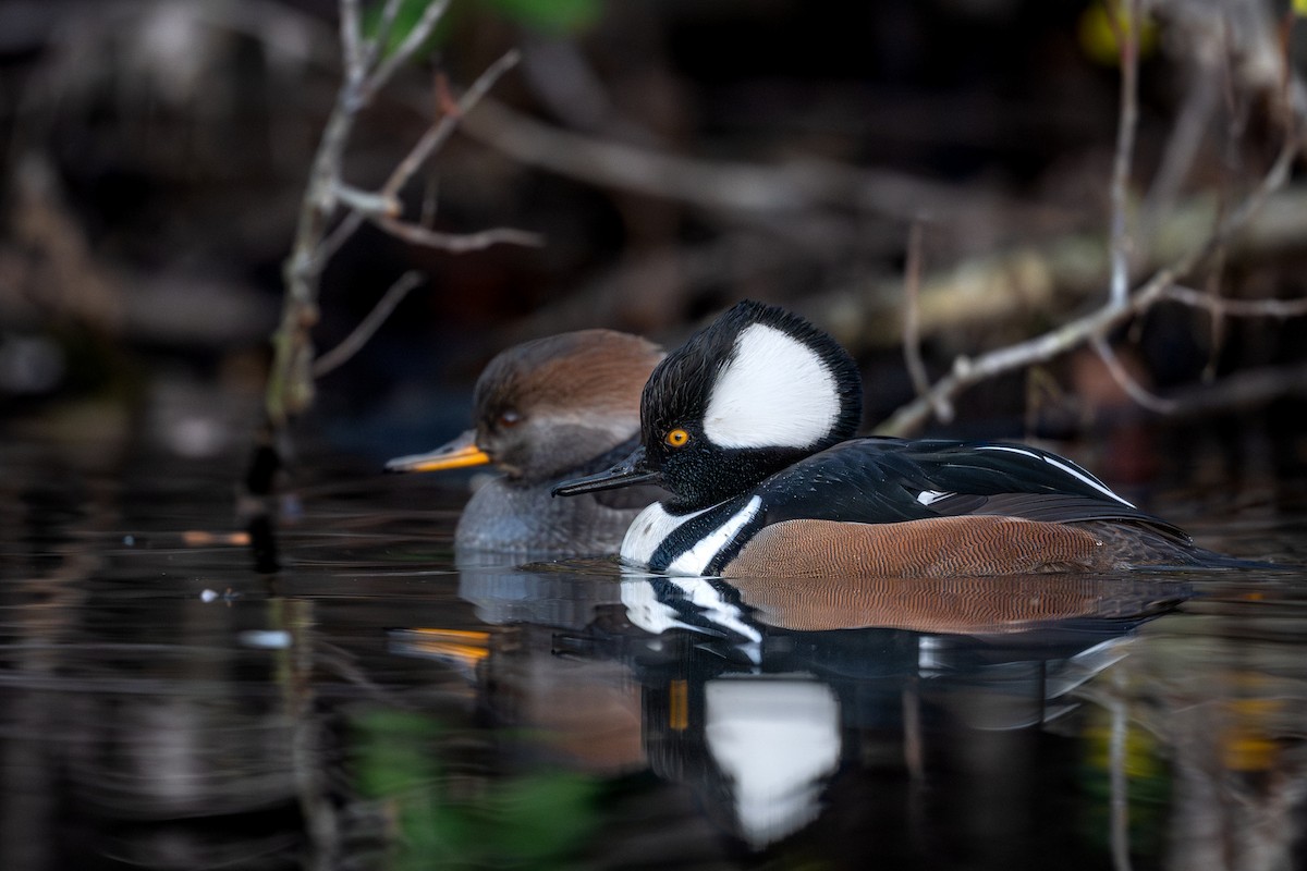 Hooded Merganser - ML646167174