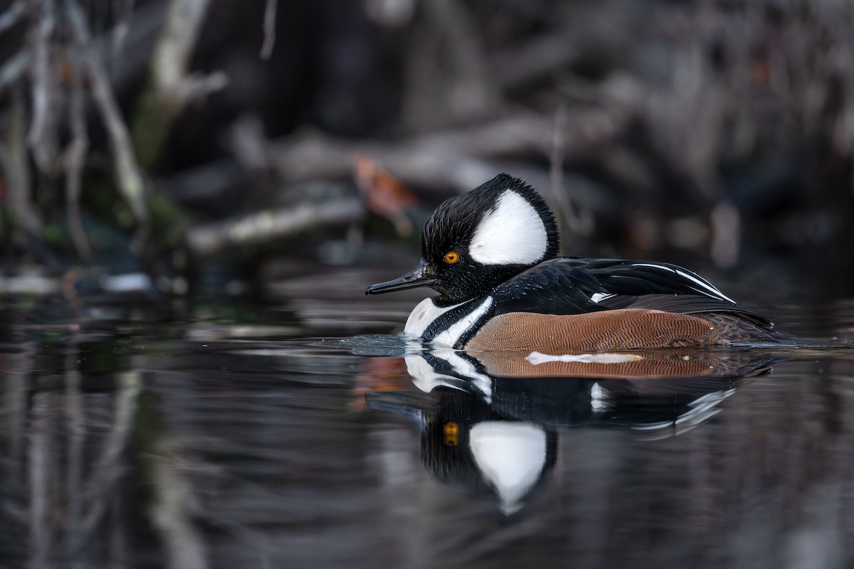 Hooded Merganser - ML646167175