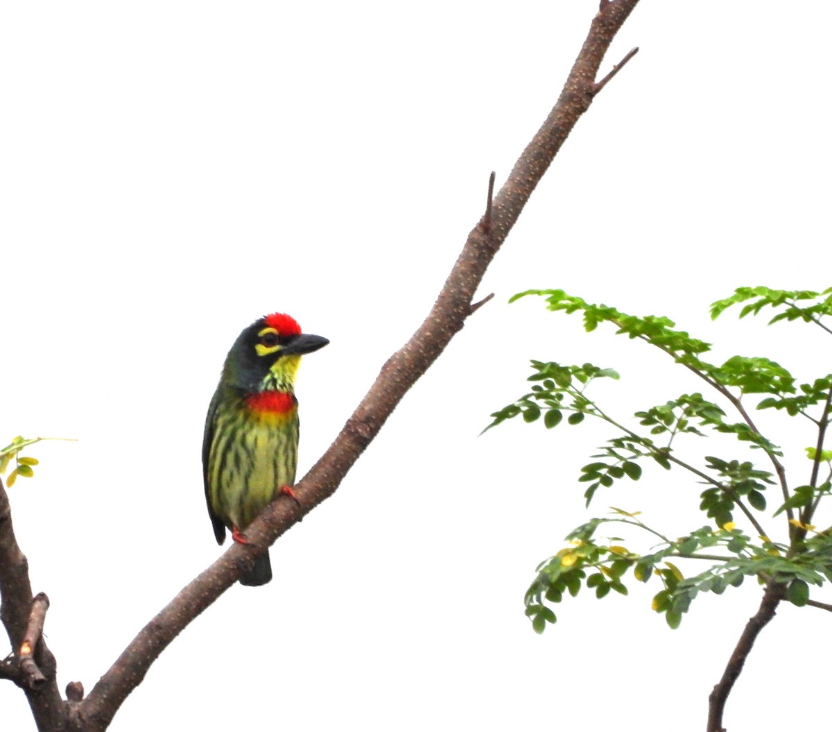Coppersmith Barbet - ML646167176