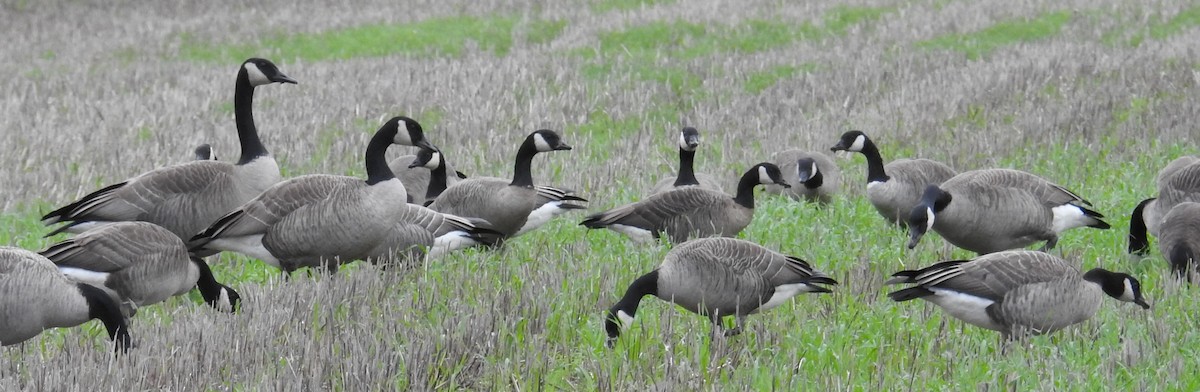 Cackling/Canada Goose - ML646167177