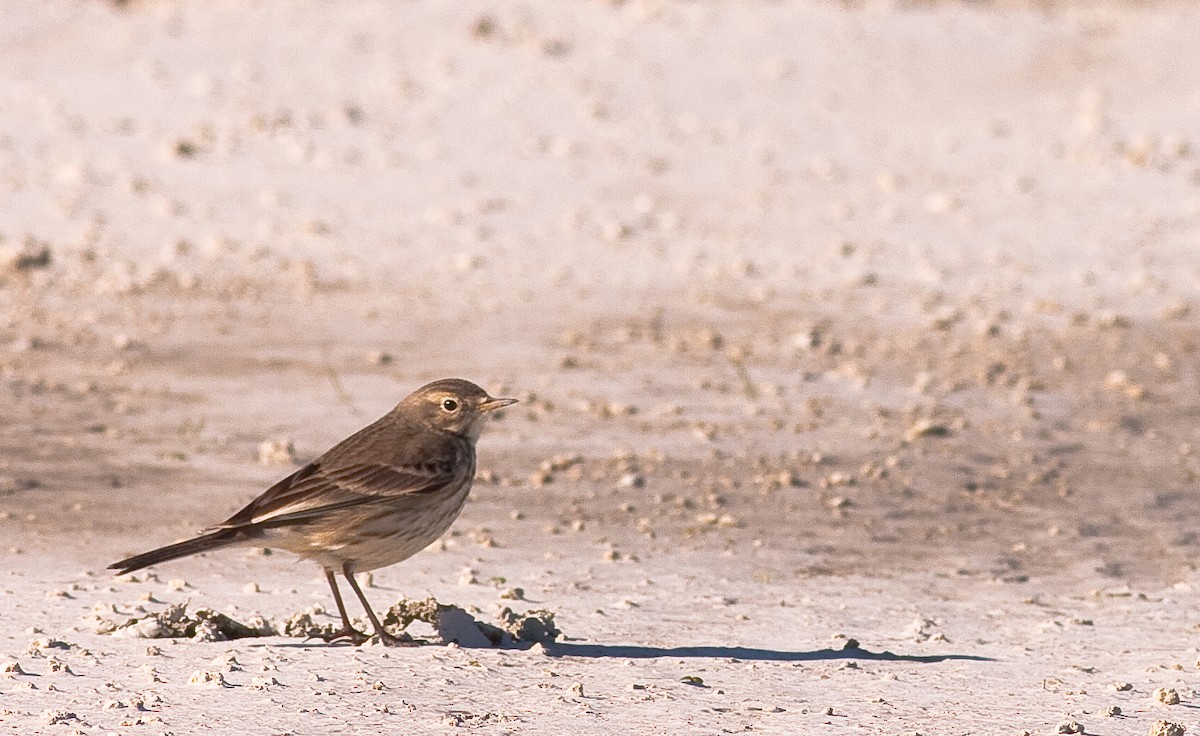 American Pipit - ML646167178