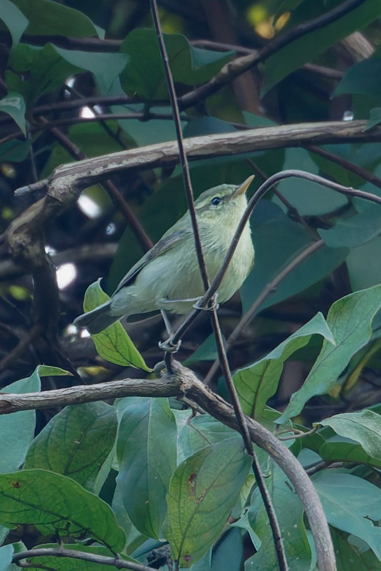 budníček žlutavý - ML646167179