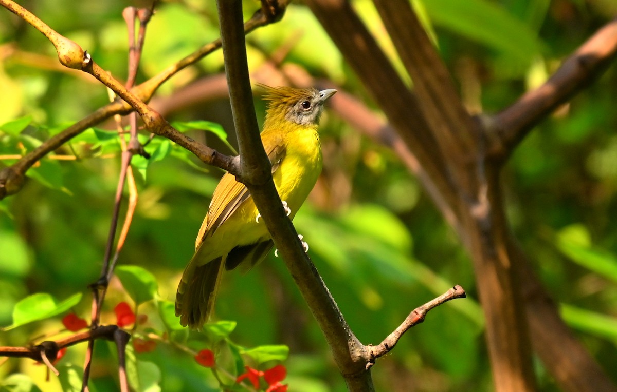 White-throated Bulbul - ML646167180