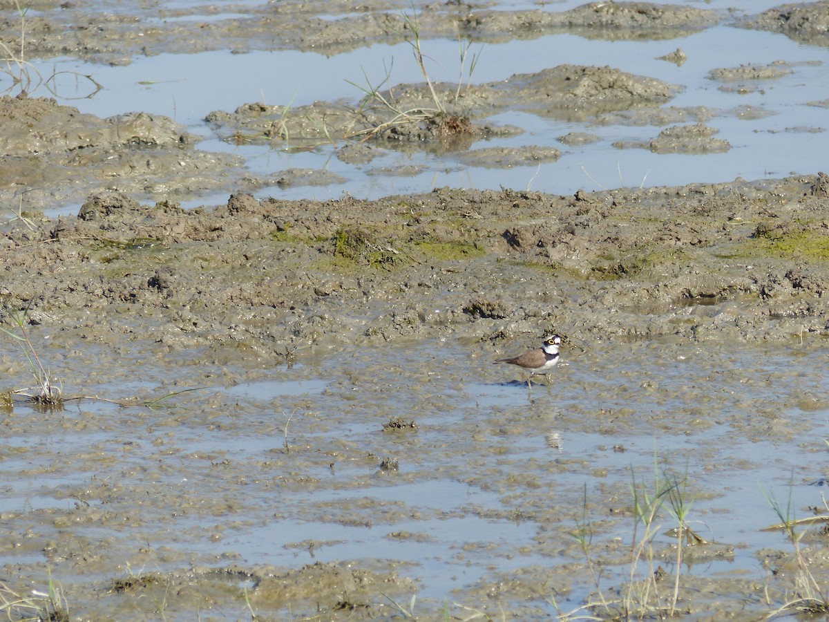 Little Ringed Plover - ML646167181