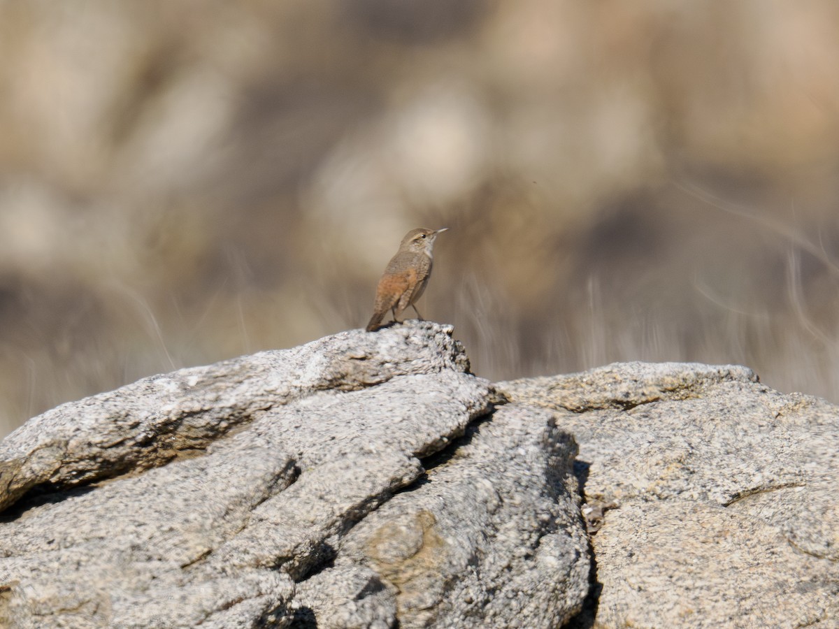 Rock Wren - ML646167182