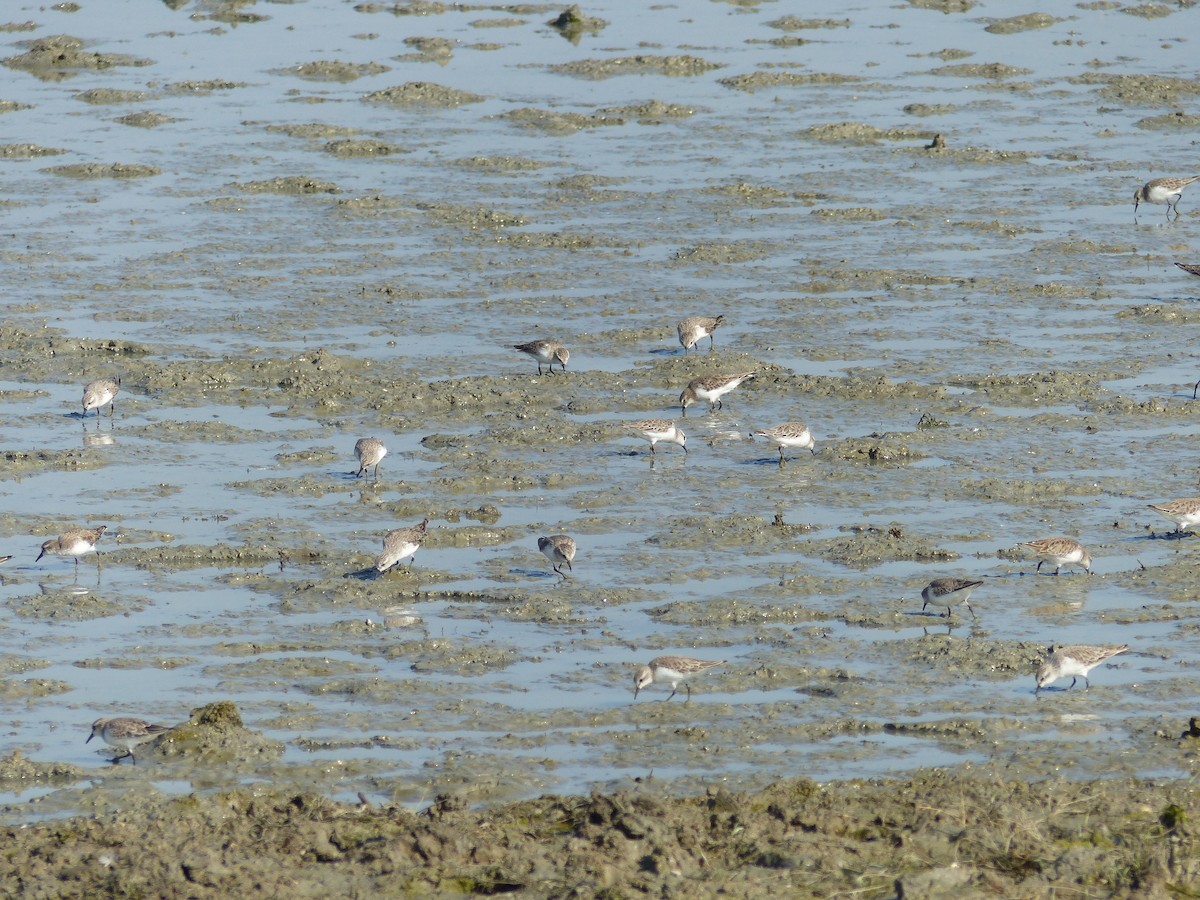Red-necked Stint - ML646167183