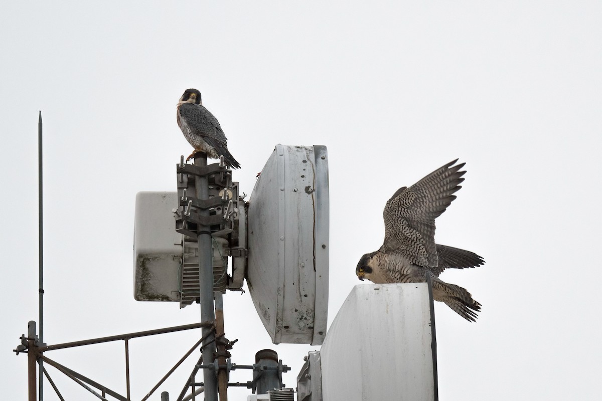 Peregrine Falcon - ML646167184