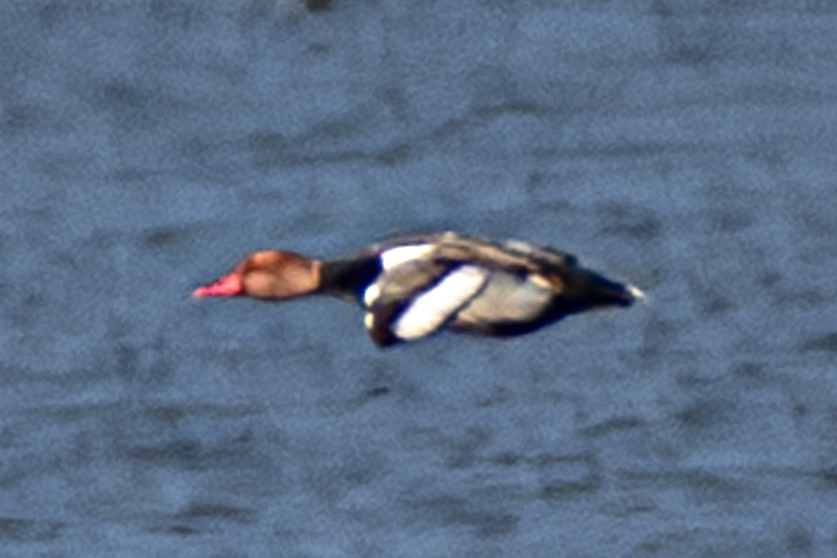 rødhodeand - ML646167191