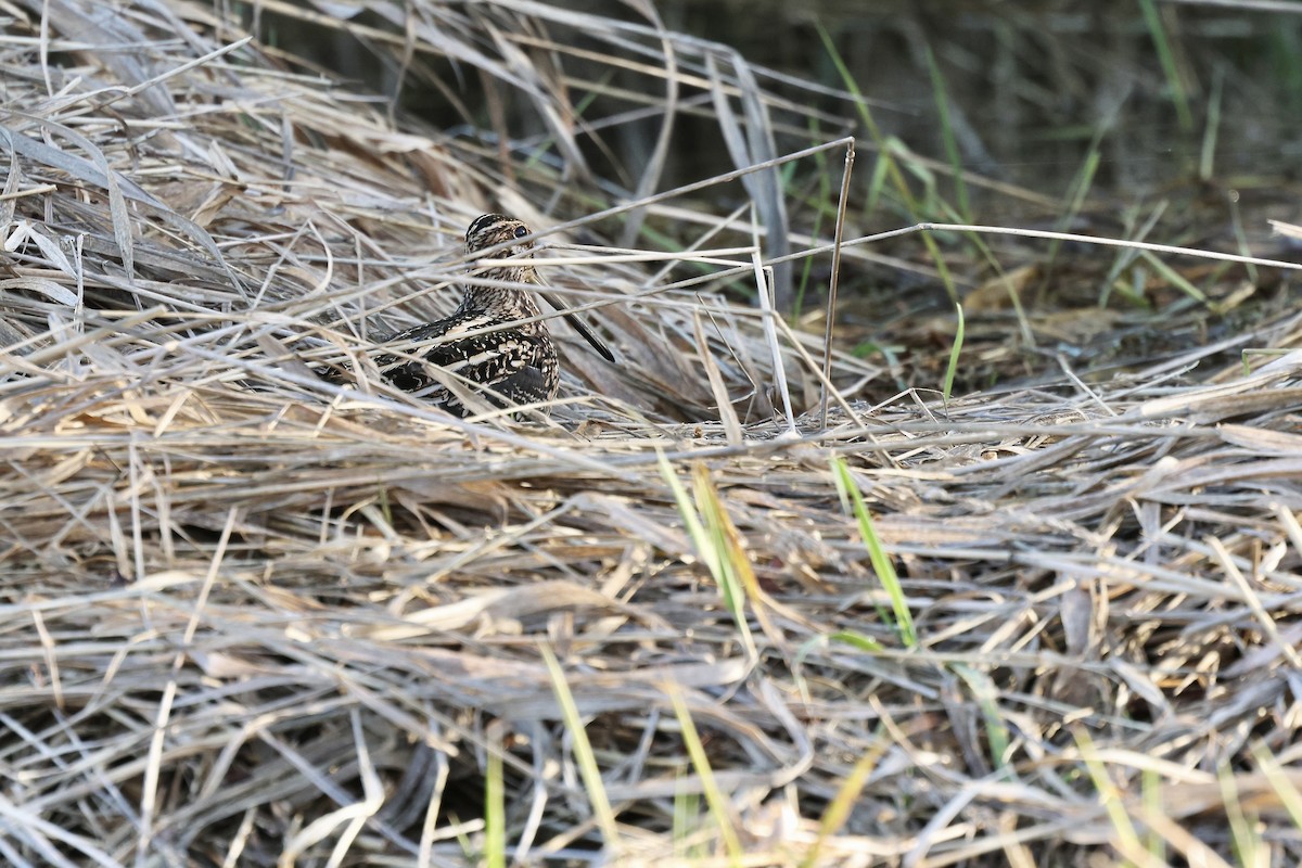 Wilson's Snipe - ML646167192