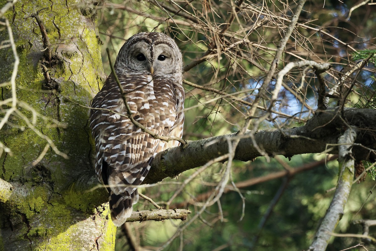 Barred Owl - ML646167193
