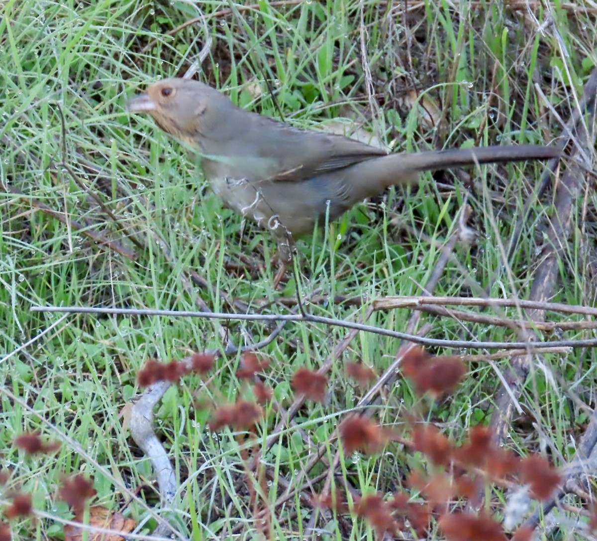 California Towhee - ML646167195