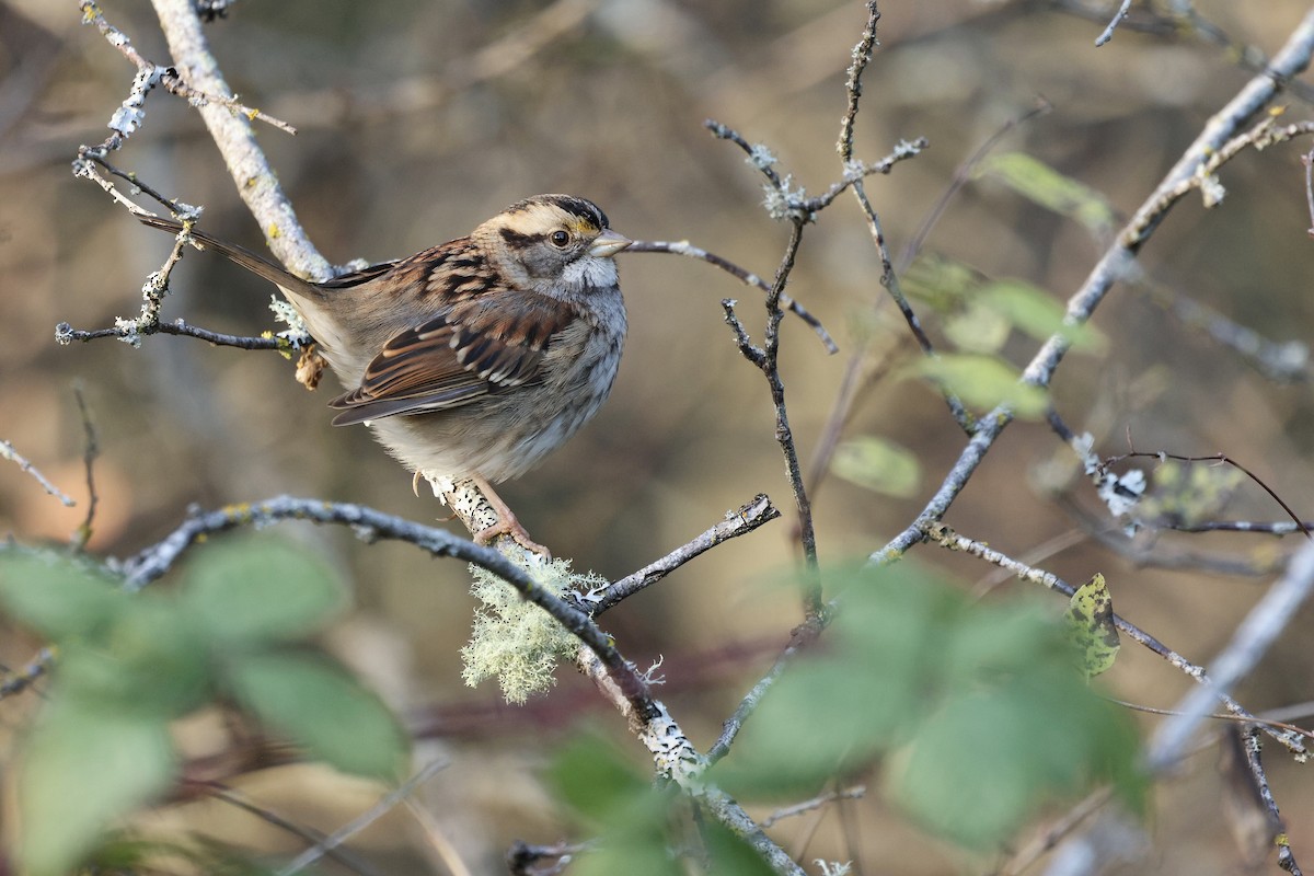 White-throated Sparrow - ML646167197