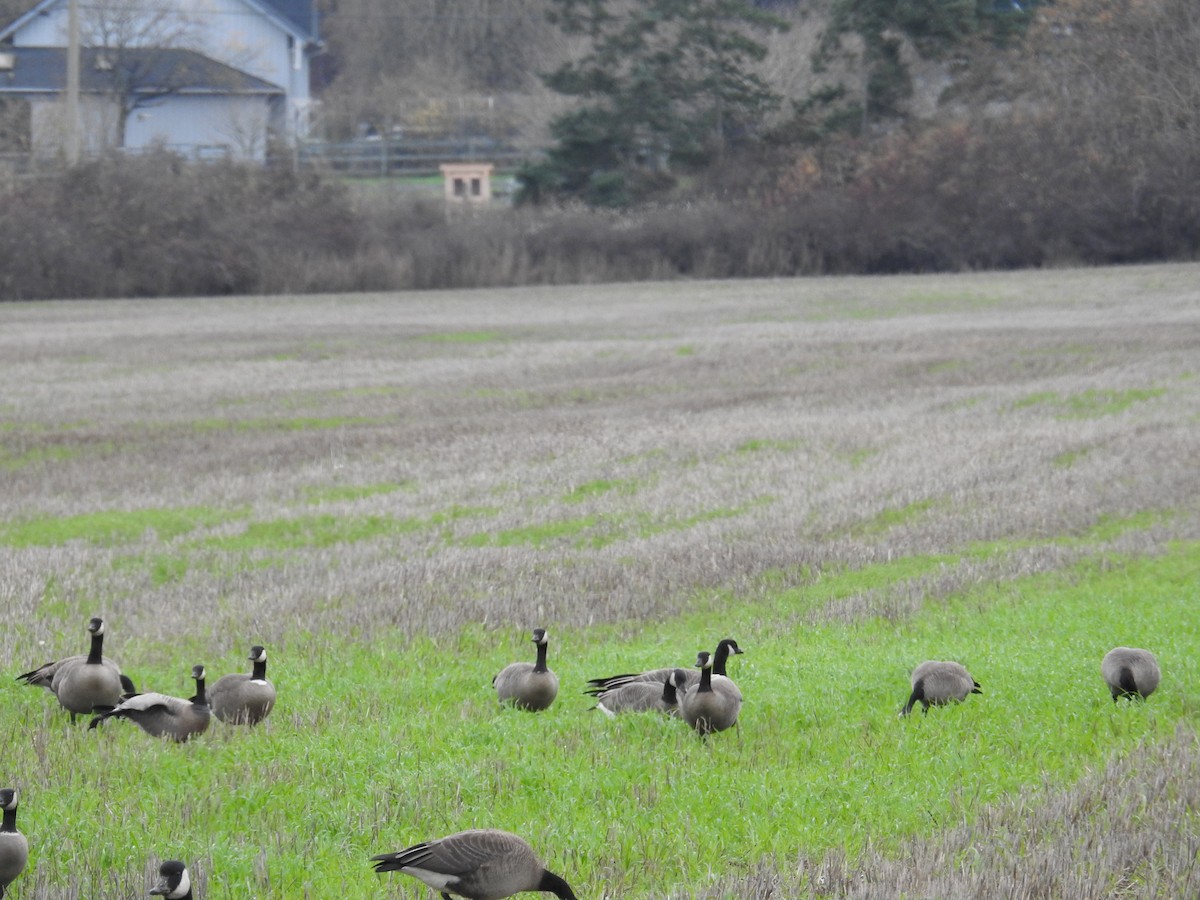 小加拿大雁 - ML646167210