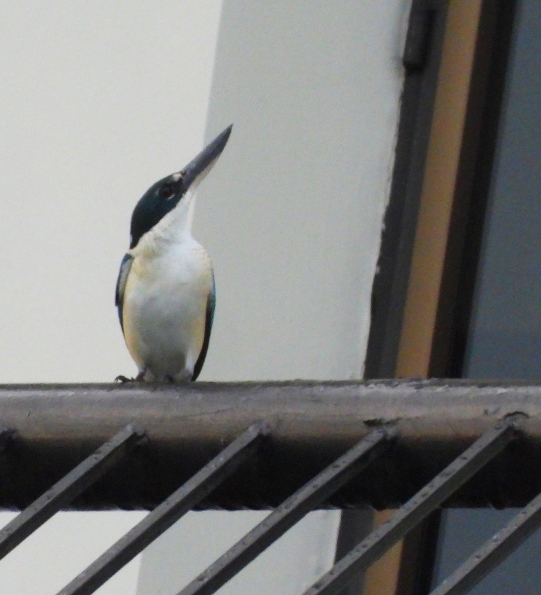 Collared Kingfisher - ML646167211