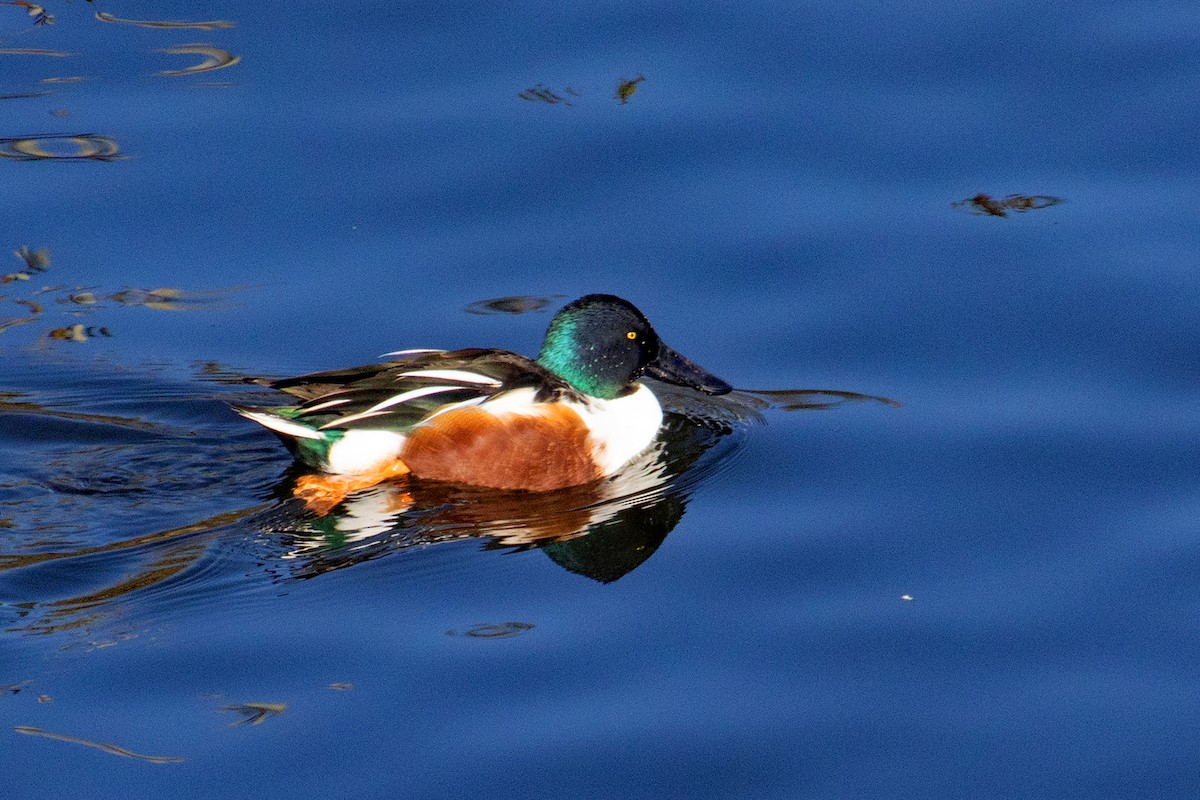 Cuchara Común - ML646167221