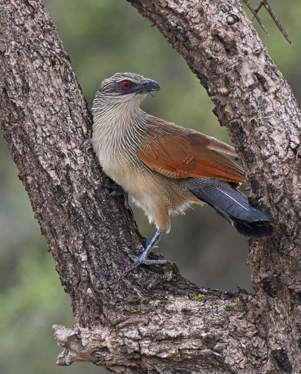 White-browed Coucal - ML646167229